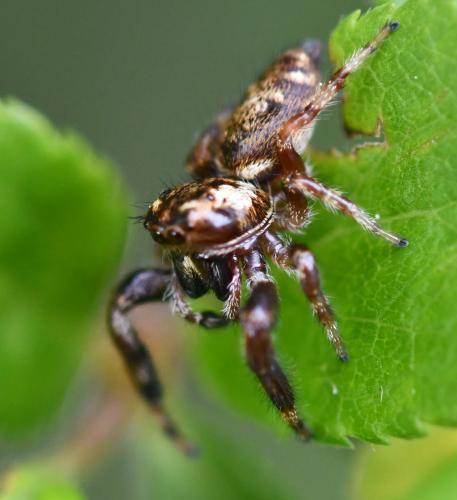 Macaroeris nidicolens